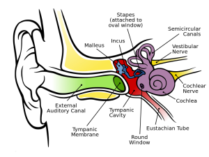 800px-Anatomy_of_the_Human_Ear.svg